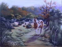 Horse in Meadow